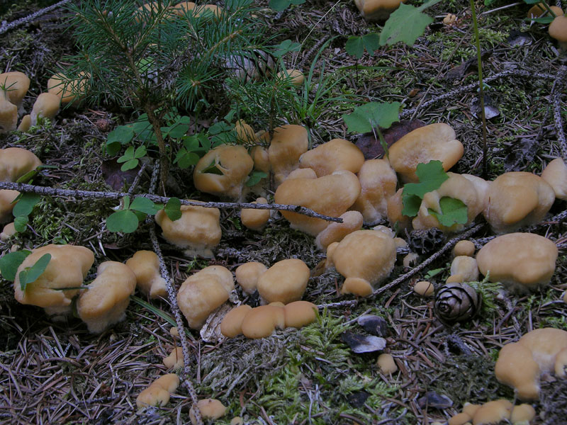 fungo su ceppo, dalla foresta nera